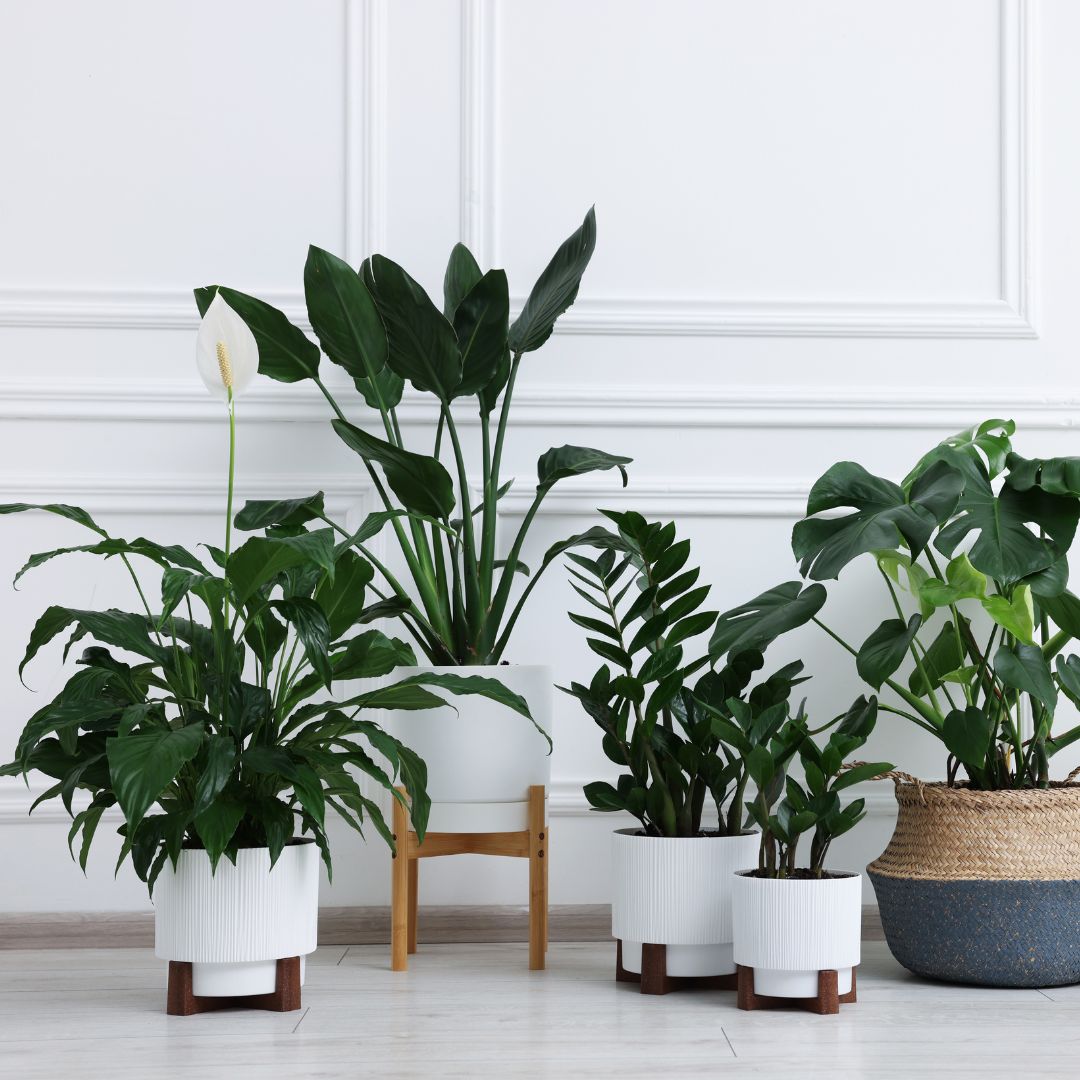 Your Apartment Deserves a Little Green Magic